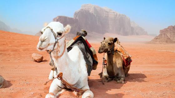 jordanie_wadirum_liggende-kamelen_woestijn_b.jpg