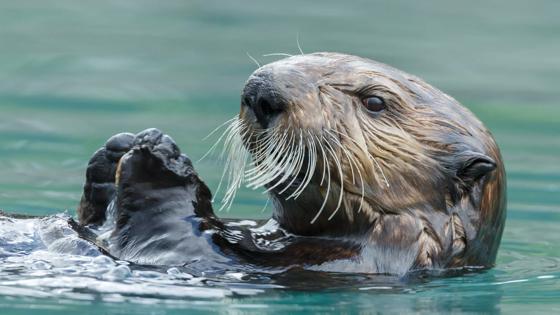 verenigde-staten_alaska_seward_zeeotter_water_close-up_shutterstock