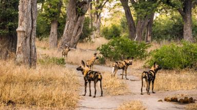 botswana_moremi_wilde-honden_b.jpg