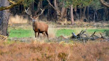 nederland_gelderland_hoge-veluwe-national-park_hert_getty