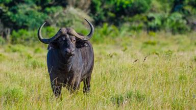 zuid-afrika_kwazulu-natal_st lucia_gamepark_buffel_b