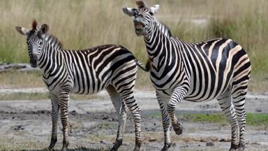 botswana_moremi_zebra_w