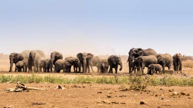 zuid-afrika_mpumalanga_kruger-nationaal-park_kudde_olifanten_shutterstock-627857711