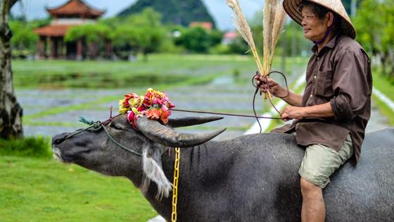 vietnam_tam coc_waterbuffel_man_punthoed_rijstveld_pagode_w