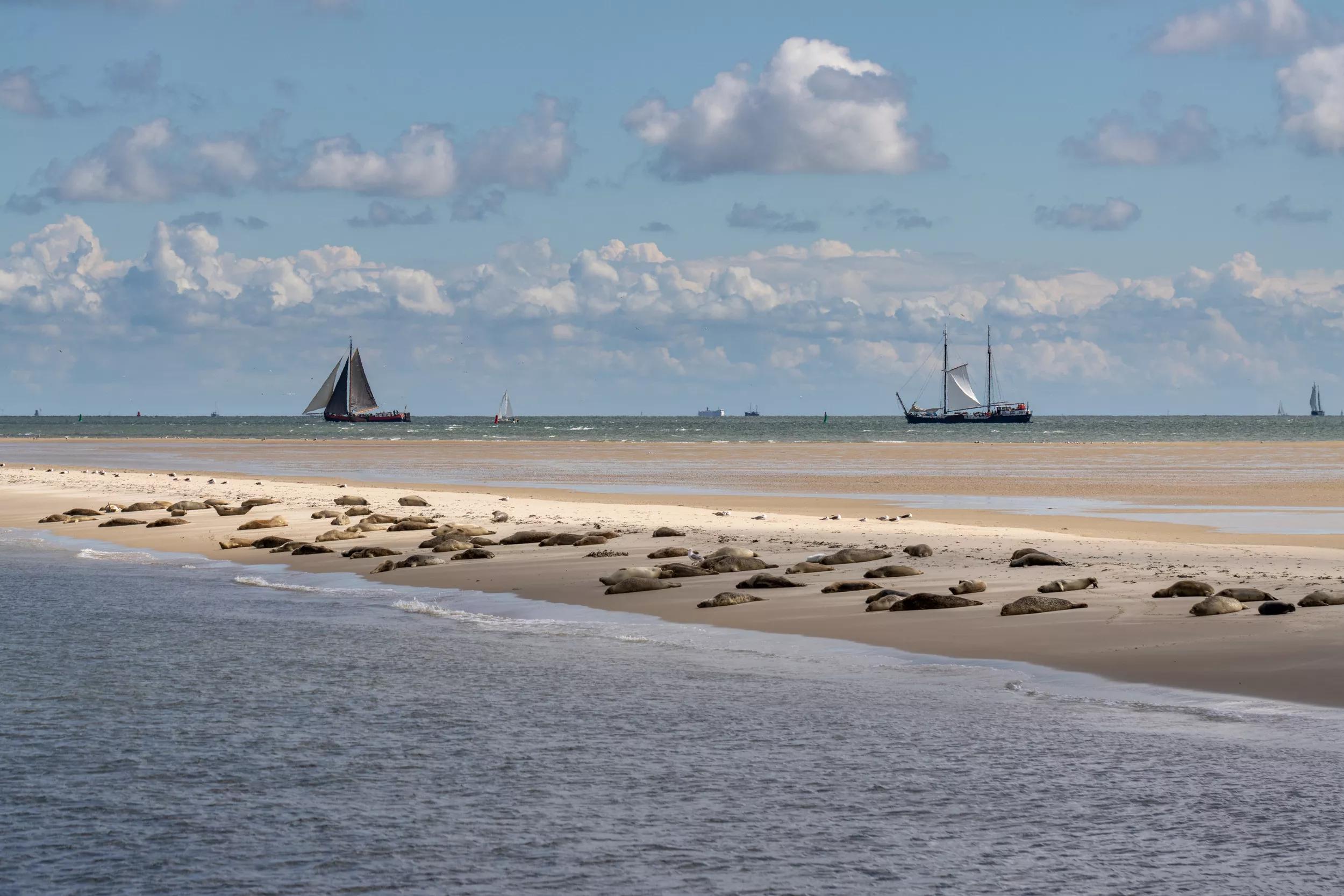 Waddeneilanden