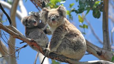 australie_algemeen_koala_b