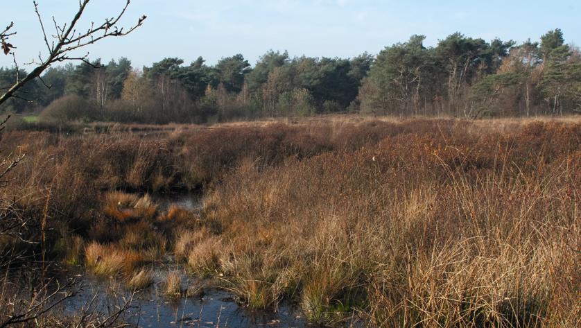 Wandelroutecontroleur: Wandelen met je hond Appelscha