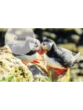 The Joy of Birdwatching