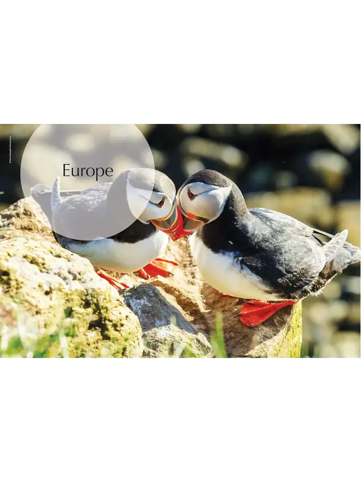 The Joy of Birdwatching