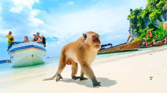 thailand_phi-phi_monkey-beach_reizigers_boot_strand_aap_b