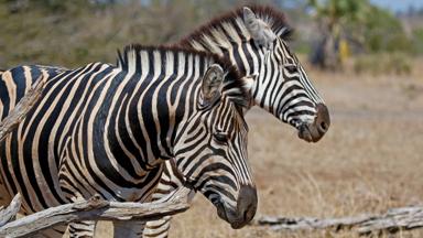 zuid-afrika_mpumalanga_kruger-nationaal-park_zebra_f