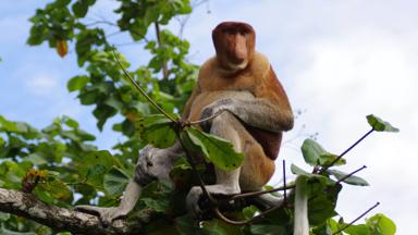 maleisie_borneo_sarawak_bako-national-park_neusaap_boom_fotowedstrijd.JPG