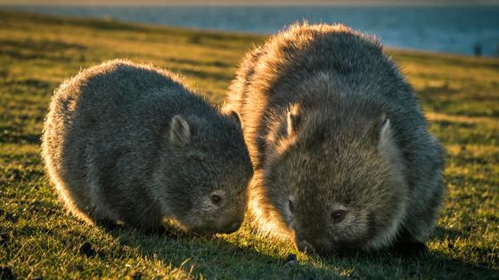 cradle mountain wombats tasmanie 1