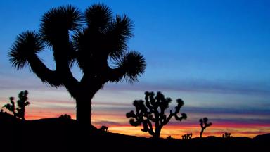 verenigde-staten_californie_joshua-tree-national-park_avond_b