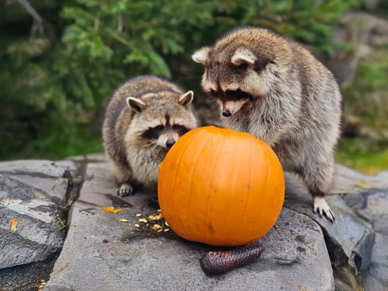 Impressie van WILDLANDS Adventure Zoo Emmen