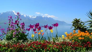 zwitserland_vaud_montreux_meer-van-geneve_bloemen_kleur_pixabay