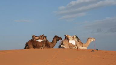 marokko_draa-tafilalet_erfoud_kameel_woestijn_w