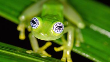 costa-rica_nationaal-park-braulio-carrillo_jungle_ghots-glass-frog_shutterstock