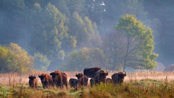 polen_woud-van-bialowieza_nationaal park_bizons_kudde_bos_shutterstock