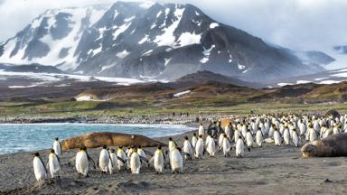 antarctica_falklandeilanden_strand_pinguin-kolonie_shutterstock-175741865