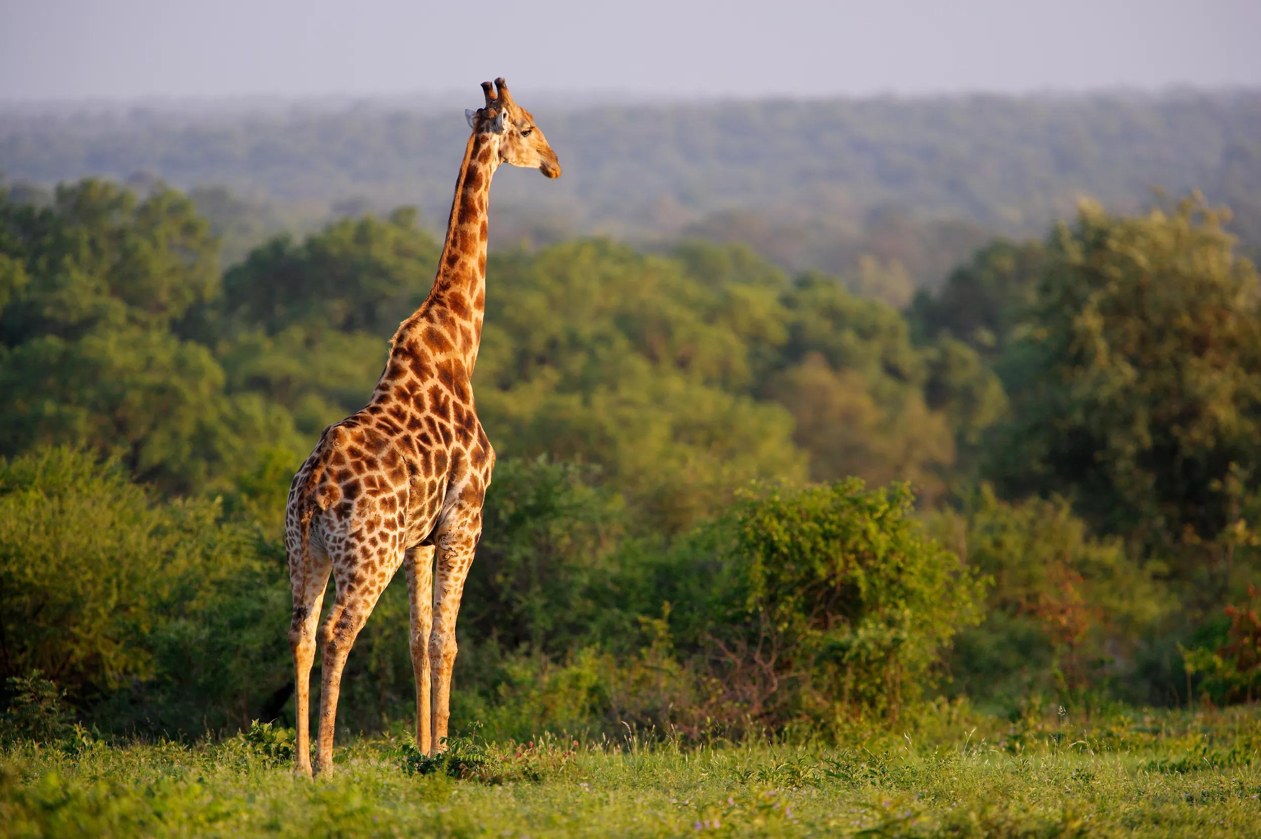Sabi Sands Conservancy, Mpumalanga Province, South Africa