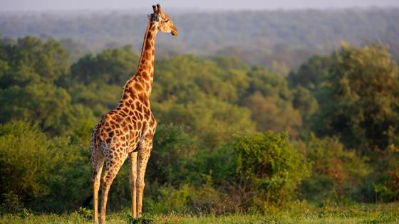 Sabi Sands Conservancy, Mpumalanga Province, South Africa