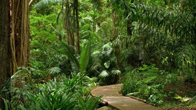 australie_queensland_cairns_cairns-botanic-garden-boardwalk_oerwoud_planten_wandelpad_hout_shutterstock