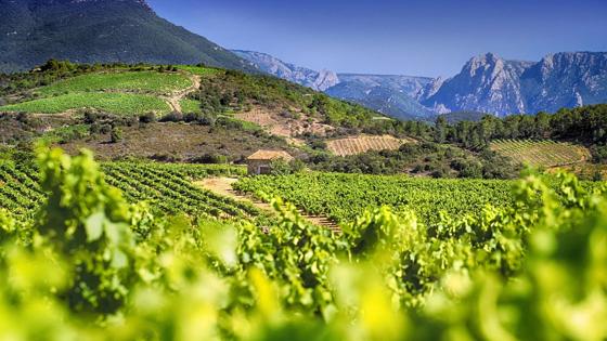 Frankrijk-Occitanie-Roussillon-wijngaard-Berlou-Saint-Chinian©CRT Occitanie-G Deschamps
