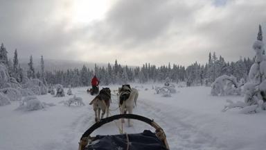 zweden_dalarnas_yttermalung_winter_sledetocht_hondenslee_husky