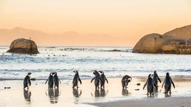 zuid-afrika_west-kaap_kaapstad_boulders-beach_pinguins_zonsondergang_shutterstock-497568757