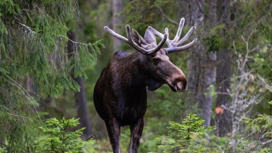 noorwegen-eland_gewei_shutterstock