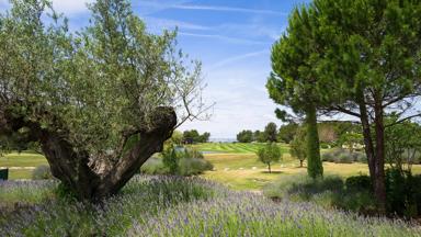 Frankrijk_Mallemort_Pierre_Vacances_Pont_Royal_Lavendel_Olijf_Pijnbomen