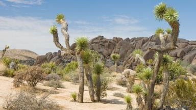 verenigde staten_californie_joshua-tree-national-park_cactus_landschapw