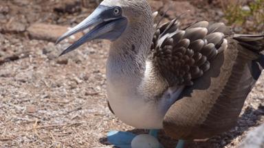 ecuador_galapagos_dieren_blauwvoetjanvangent_broeden_f