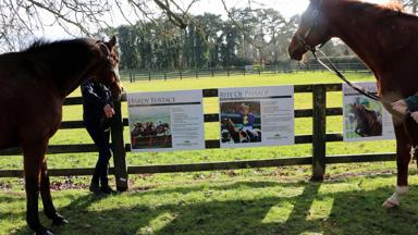 Ierland_Kildare_Irish_National_stud_Paarden3