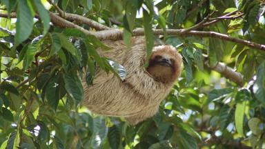 costa-rica_manuel-antonio_manuel-antionio-nationaal-park_luiaard_boom_w