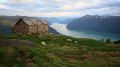 noorwegen_vestland_sognefjord_schapen_hutje