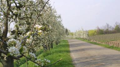 Fietsen in Nederland. De LingerouteArchief lingeroute