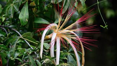 costa-rica_limon_tortuguero_bloem_2_w