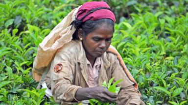 sri lanka_nuwara eliya_theeplantage_o