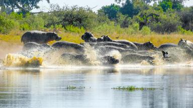 botswana_okavango-delta_nijlpaarden_rivier_b