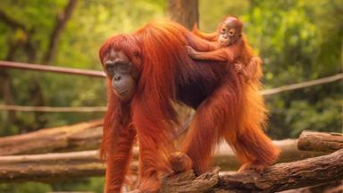 maleisie_borneo_orang-utan-met-baby_21_b.jpg