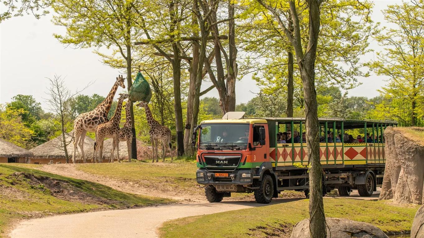Safaritruck die langs Giraffen rijdt