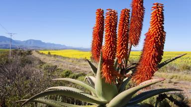 zuid-afrika_west-kaap_tuinroute_bloemen_b