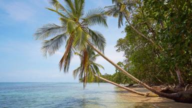 costa-rica_cahuita_strand_zee_palmboom_b