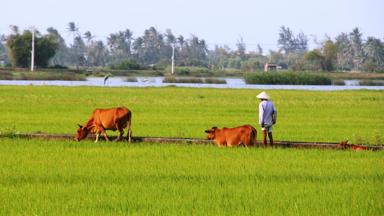 vietnam_hoi-an_platteland_local_boer_koeien_rijstveld_f.jpg