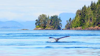 canada_brits-columbia_vancouver-island_bultrug_walvis_shutterstock_93809500