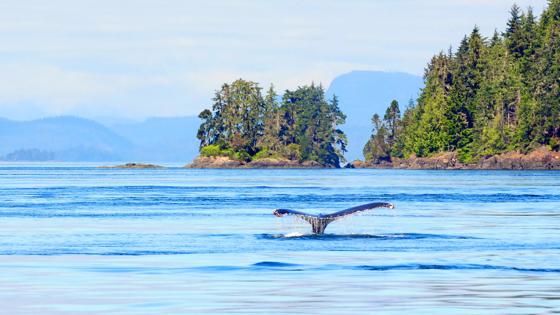 canada_brits-columbia_vancouver-island_bultrug_walvis_shutterstock_93809500