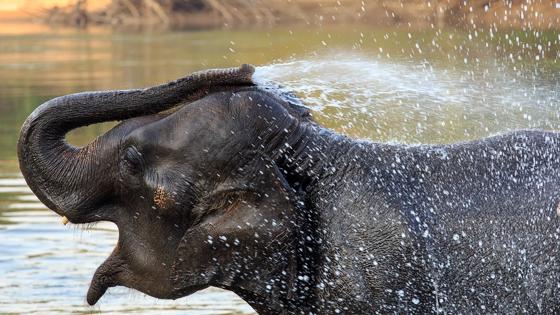 thailand_chiang-mai_badderende-olifant_b.jpg