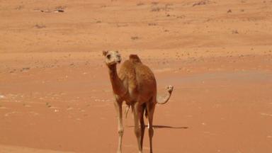 oman_wahiba-sands_dromedaris_woestijn_f